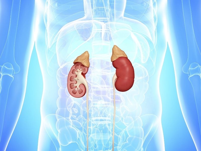 surrenal-bez-ne-ise-yarar